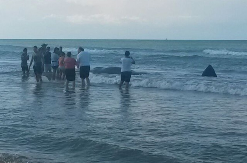 I cetacei spiaggiati a Vasto