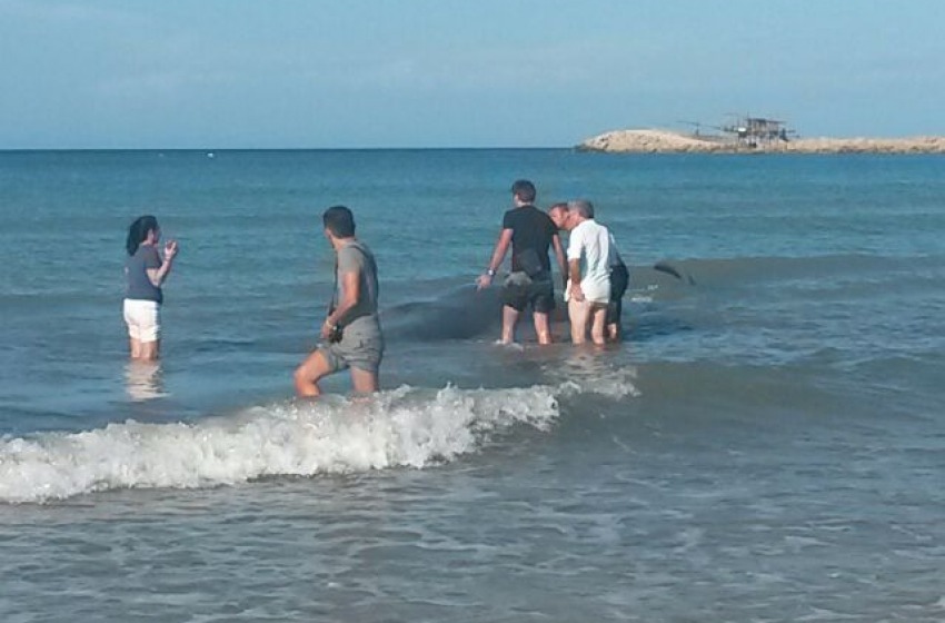 Un balenottero che non ce l'ha fatta