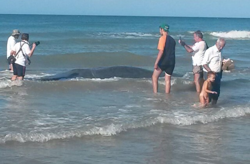 Un esemplare non sopravvissuto