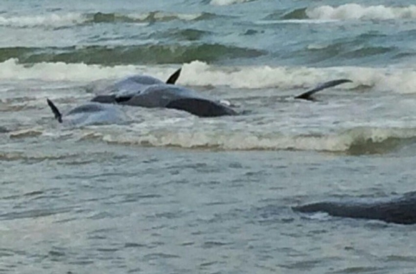 balenotteri spiaggiati