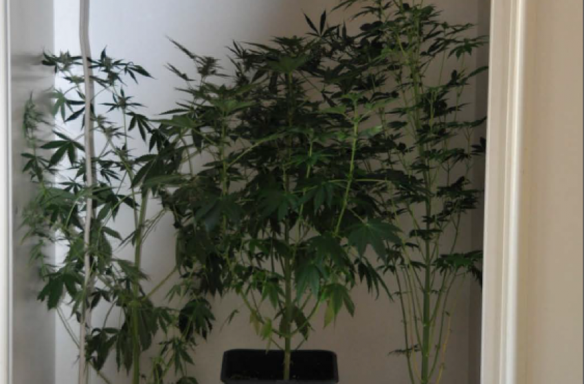 Le sette piantine di marijuana