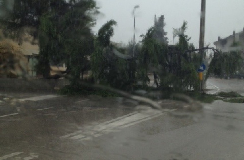 Albero caduto per la pioggia ad Alba