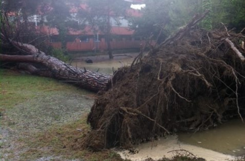 Albero caduto (Montesilvano)