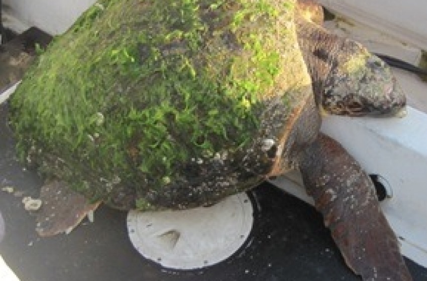 Tartaruga "in difficoltà" di 37 Kg. salvata e trasportata in ospedale
