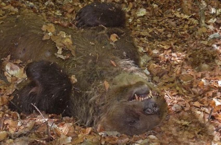 Carcassa di orso marsicano trovata a Pettorano sul Gizio