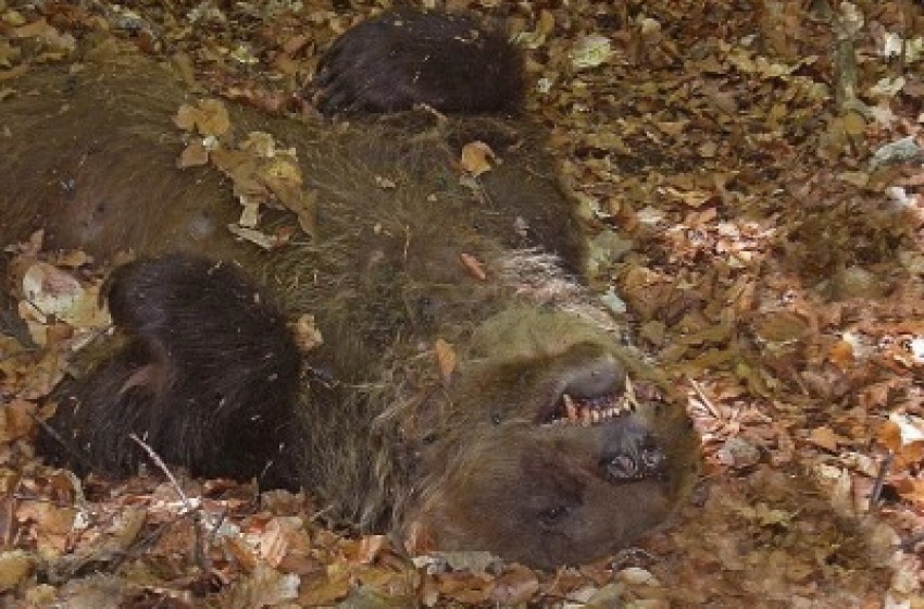 Orso morto: Cfs, "Stesso animale che ha incontrato l'allevatore"