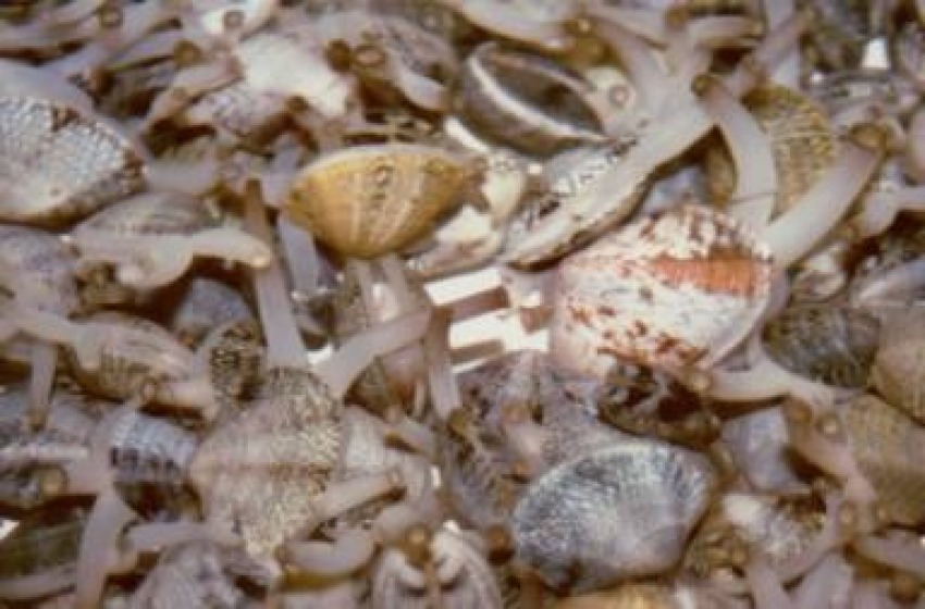 Le vongole hanno un sistema immunitario
