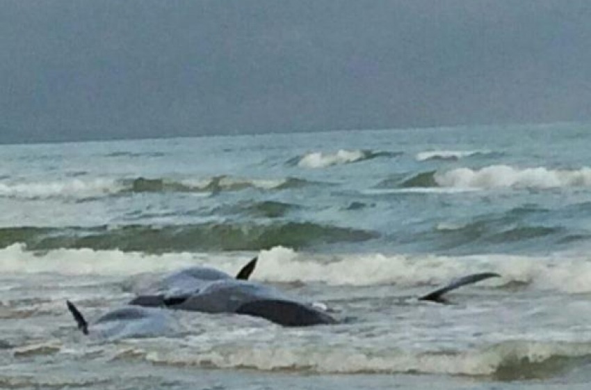 Delfino morto sulla spiaggia di Punta Penna