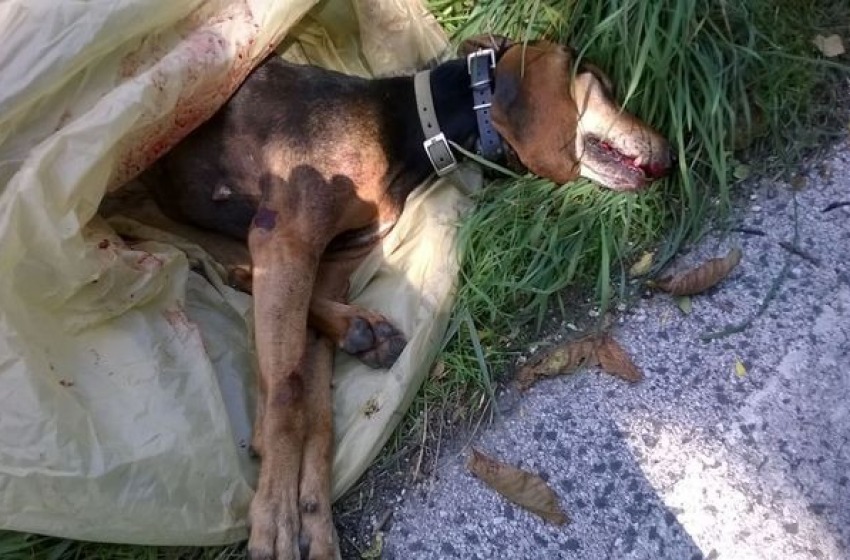 Orrore a Castelli: ucciso il cane di un agricoltore