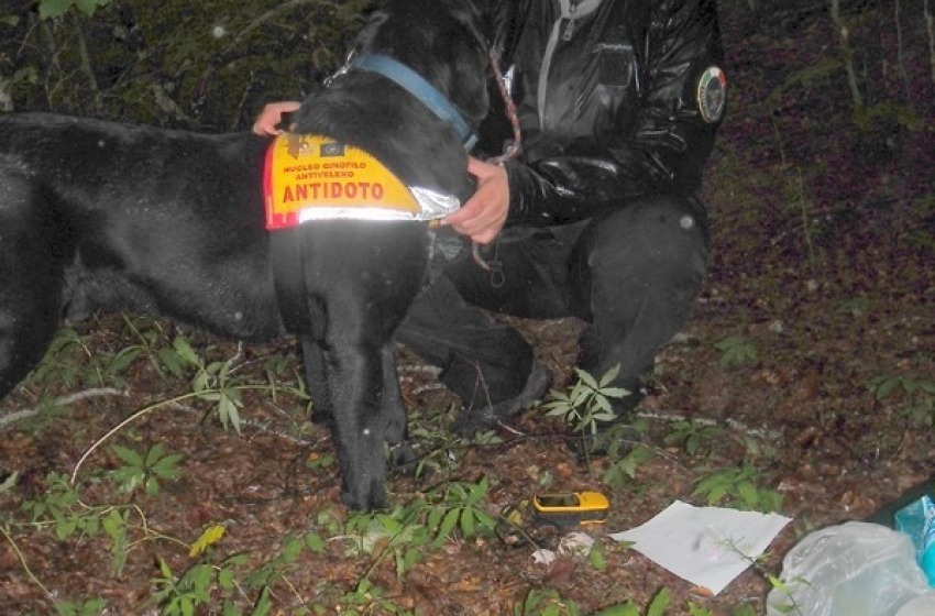 Esche avvelenate nel Comune di Brittoli: uccisi sei cani da tartufi