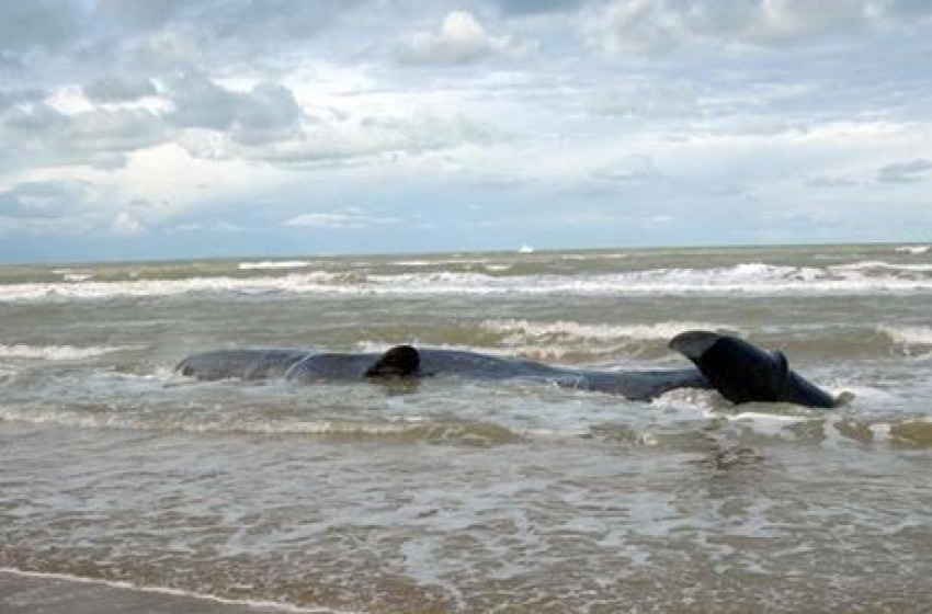 "Le balene in Abruzzo 60 anni dopo". A Lanciano si parla di cetacei