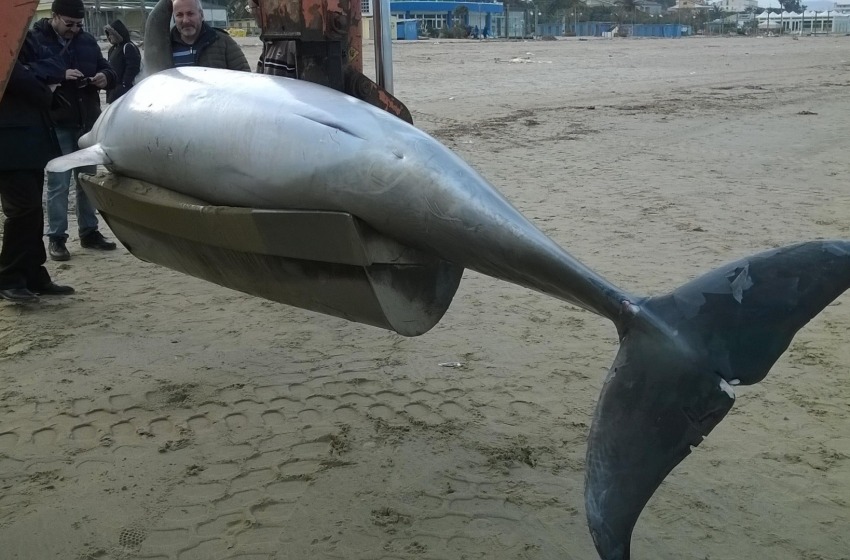 Delfino di tre metri trovato spiaggiato a Tortoreto
