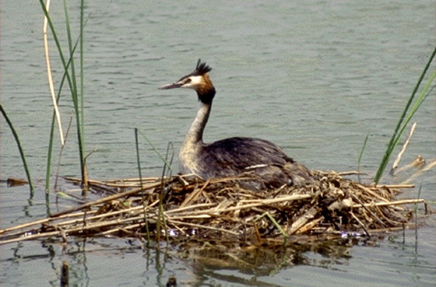 Vasto, Tuffetto ferito recuperato in spiaggia