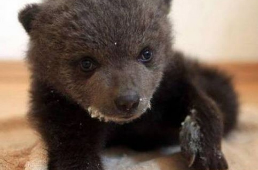Trovata orsetta di 3 mesi senza la mamma, paura nel Parco Nazionale