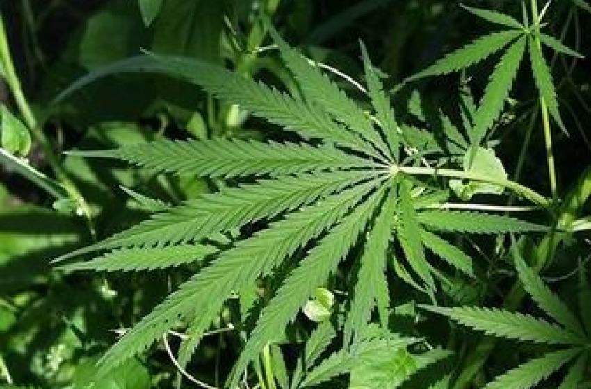 Giovane coppia sorpresa ad innaffiare piante di cannabis sul Fiume Vomano