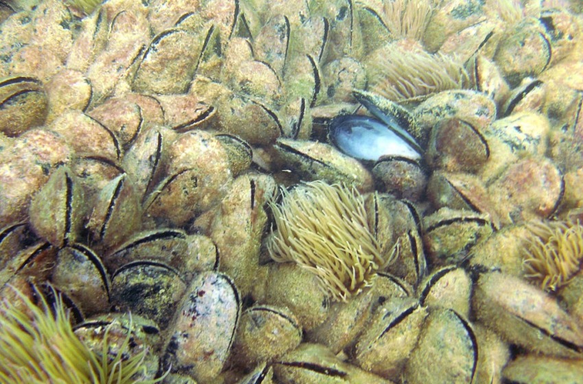 Incidente in mare a Casalbordino, subacqueo trovato cadavere