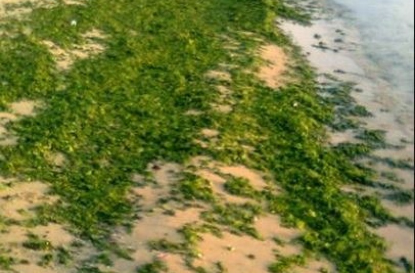 Trenta centimetri di alghe sulla riviera sud di Pescara