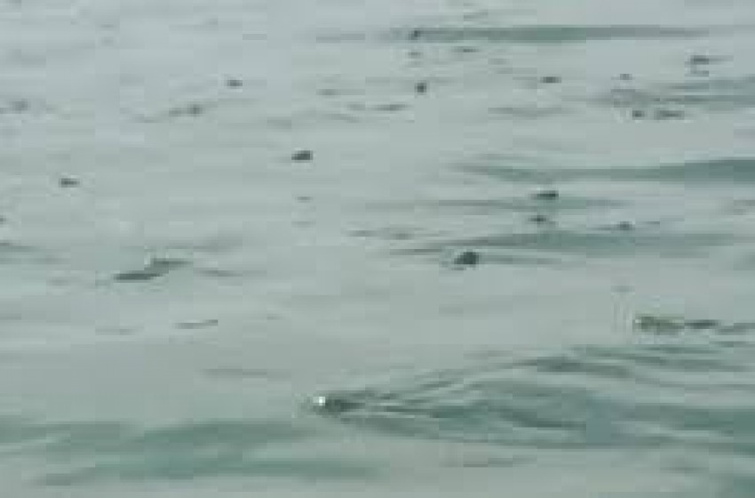 Anche i pesci dell'Adriatico soffrono per il gran caldo