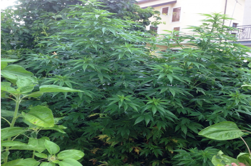 Madre e figlio decidono di coltivare gigantesca pianta di marijuana