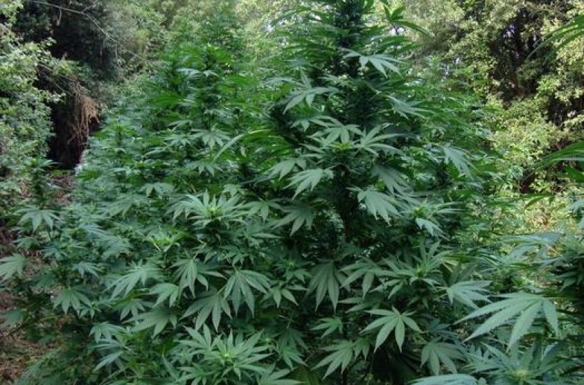 Orsogna: 150 piante di marijuana nel terreno agricolo, cinque denunce