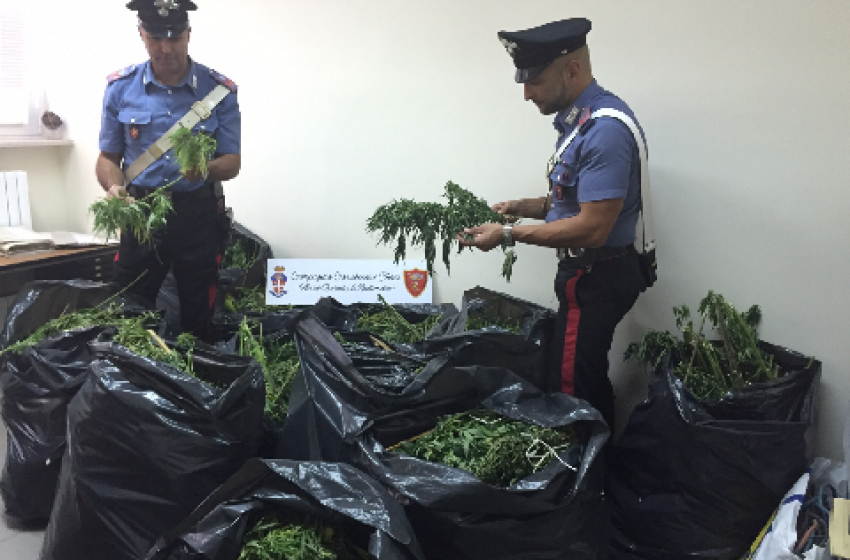 Carabinieri arrestano ad Ortona coltivatore di marijuana strepitosa