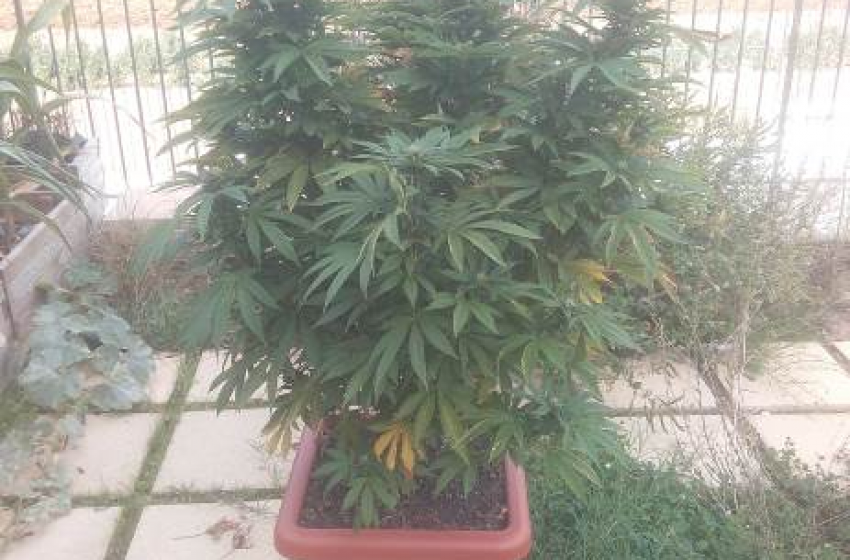 Coppia aquilana nei guai per una pianta di cannabis sul balcone