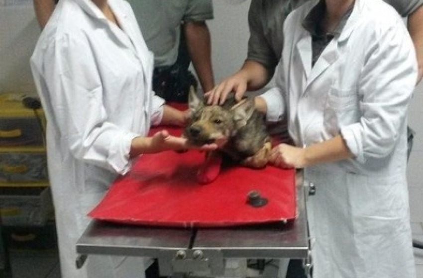 Lupacchiotto ferito ricoverato nel Centro recupero fauna a Popoli