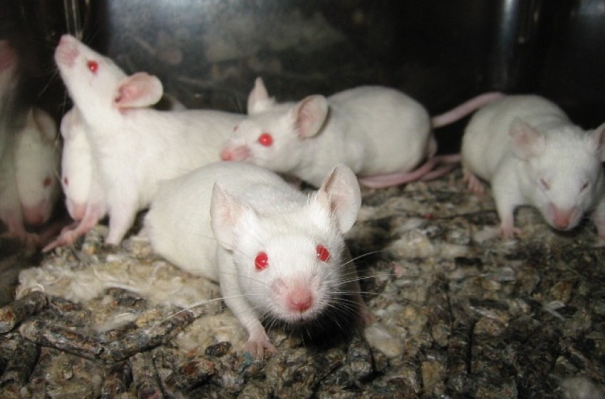 Si apre il primo processo per uccisione non necessaria di topi da laboratorio