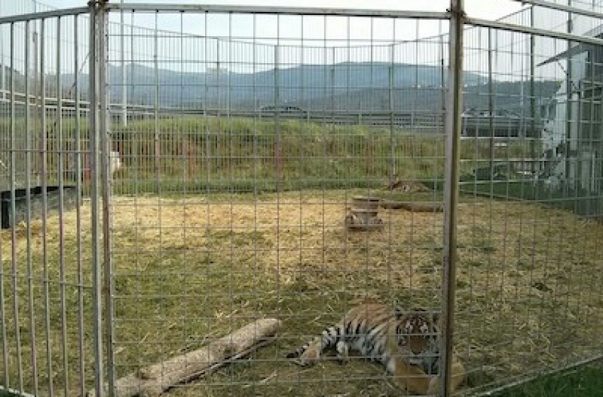 L’Aquila, sopralluogo delle Guardie Zoofile al Circo Orfei