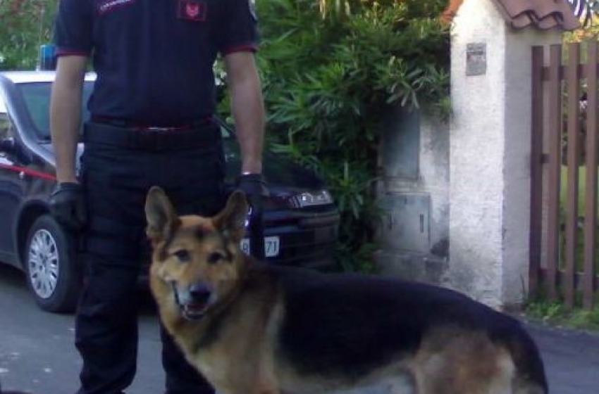 I carabinieri mandano i cani anti-droga al "Volta" di Pescara. Controllate 20 classi