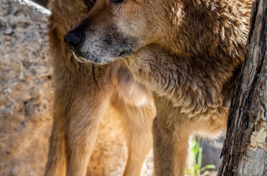 L'Aquila in lutto: è morto 'Pluto', cane simbolo della ricostruzione