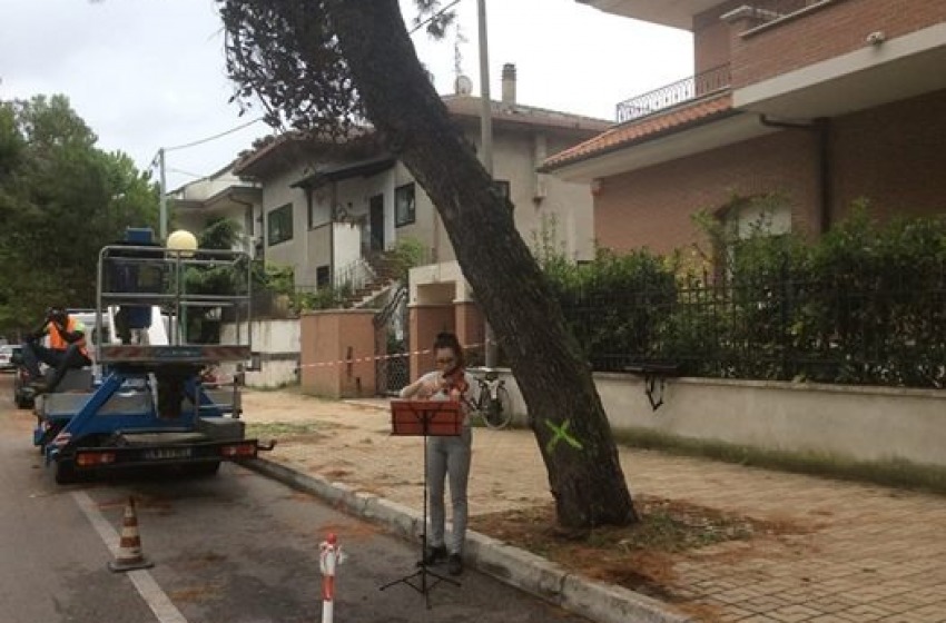 Pescara: anche il MoVimento 5 Stelle chiede lo "stop alla mattanza dei pini"