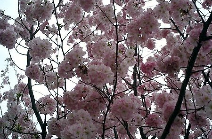 Un centro bello e verde