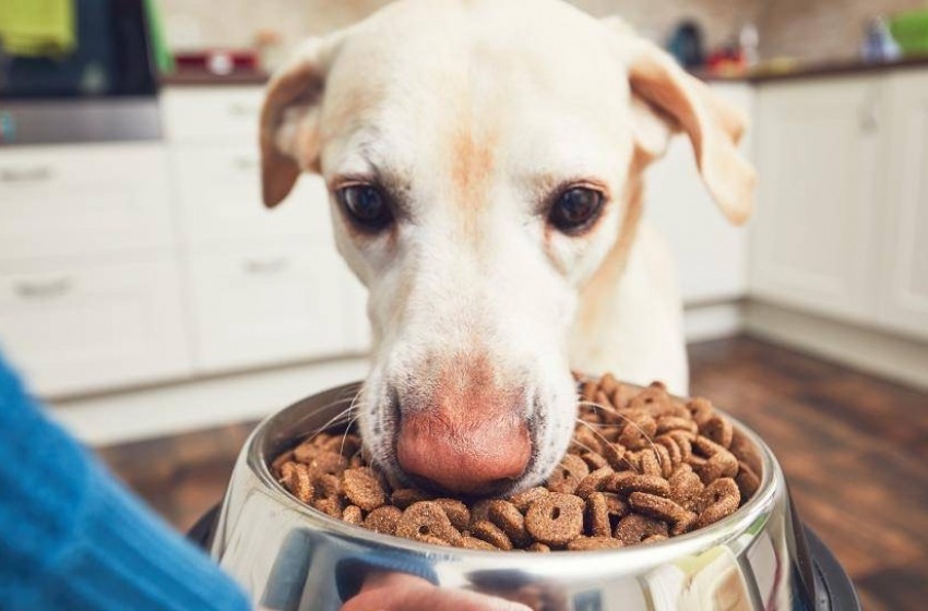Cibo per cani senza cereali: cosa si deve sapere?