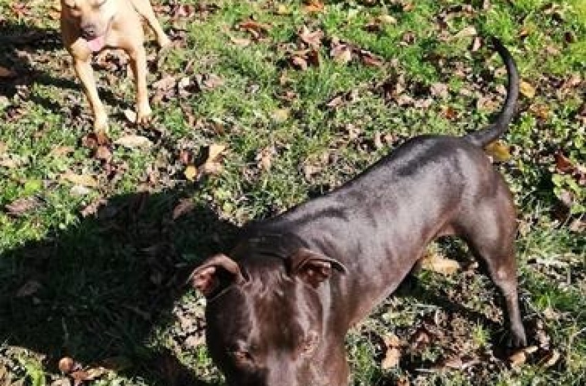 Montesilvano: Carabinieri del Cites di Pescara sequestrano due cani