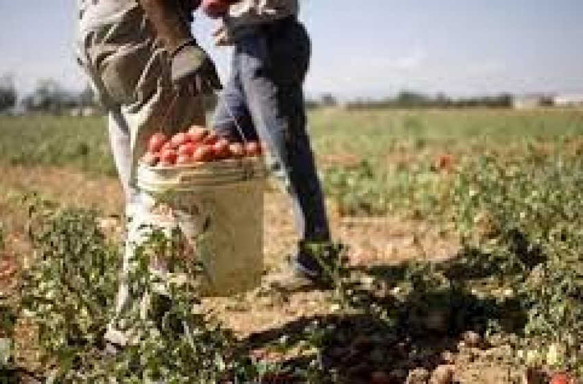 Piana del Fucino: 18 aziende agricole nel guai