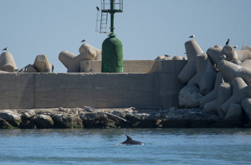 Fotografati due delfini nel porto turistico 