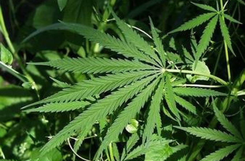 A 60 anni coltiva marijuana