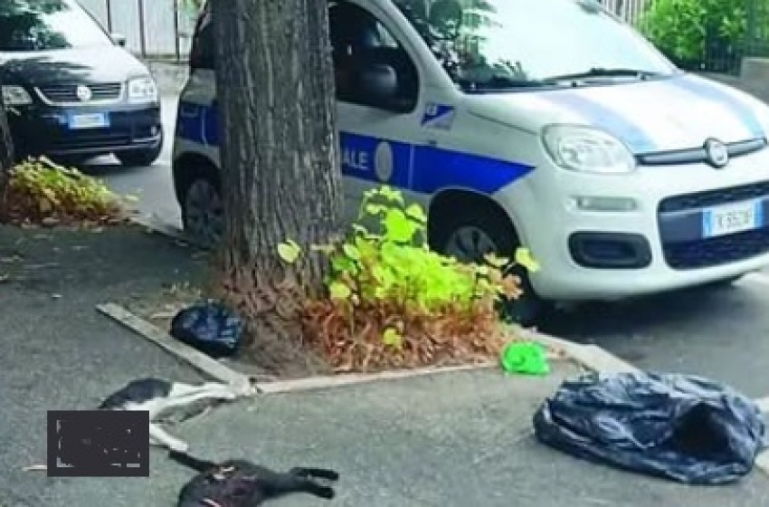 Gatti uccisi a bastonate, LNDC: “Troviamo il colpevole”