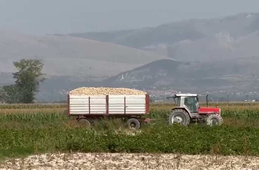 Difficile e complessa la stagione pataticola