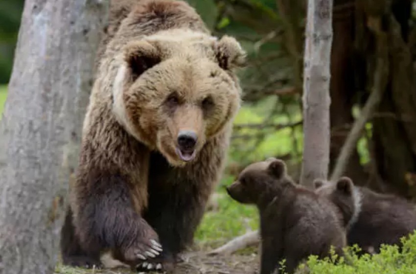 Appello WWF: &ldquo;Stiamo rischiando l&rsquo;estinzione dell&rsquo;orso&rdquo;