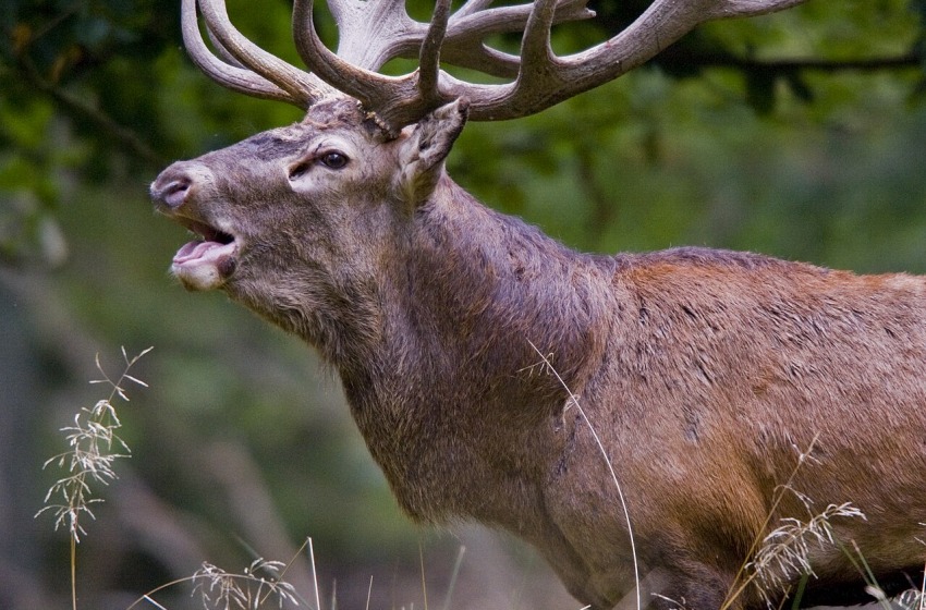 Emergenza cervi in Abruzzo