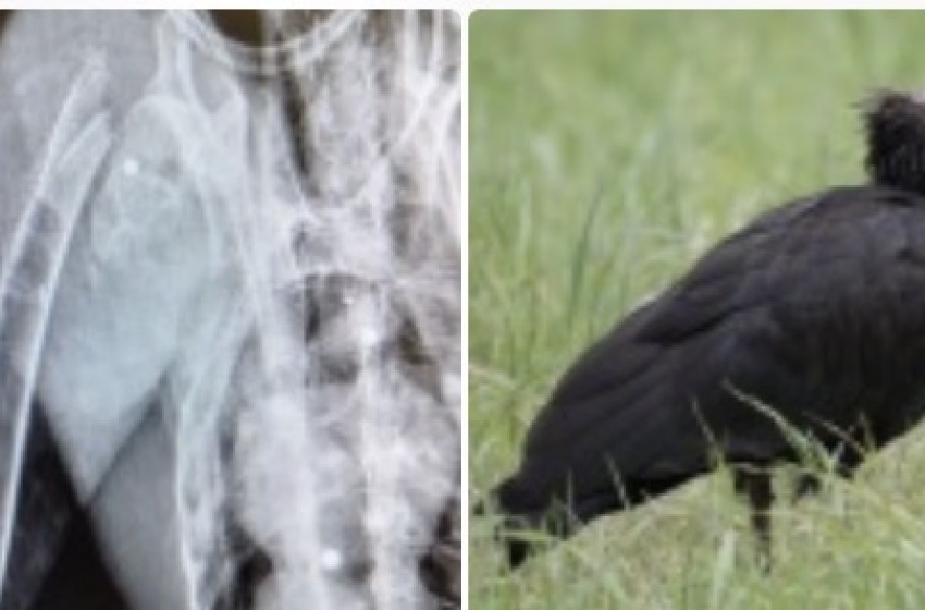 Ferito da bracconiere raro esemplare di Ibis Eremita