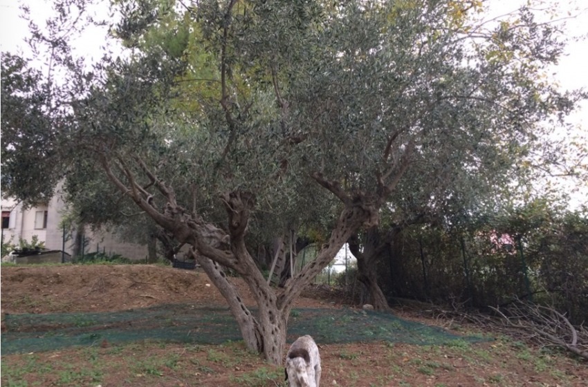 Abruzzo ottava in Italia per produzione d&rsquo;olio d&rsquo;oliva