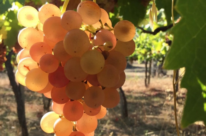Truffe nel settore vitivinicolo, 24 persone nei guai 