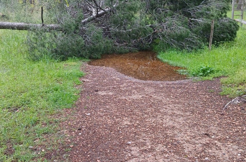 Emergenza maltempo a Pescara: parchi e Pineta restano chiusi. Il fango minaccia le radici