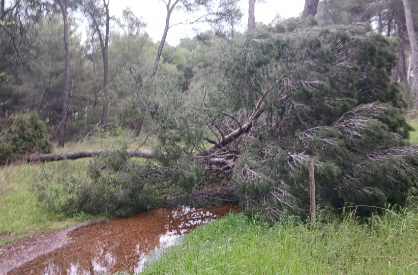 Alberi caduti per il maltempo, i parchi e la Pineta restano chiusi