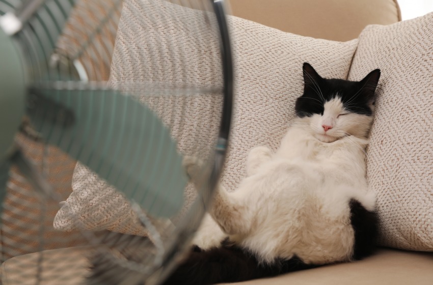 Arriva il caldo estivo: i consigli per proteggere i nostri animali