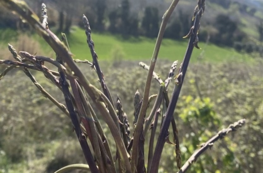 Caporalato, Cia Abruzzo: "Servono alloggi e meno burocrazia"