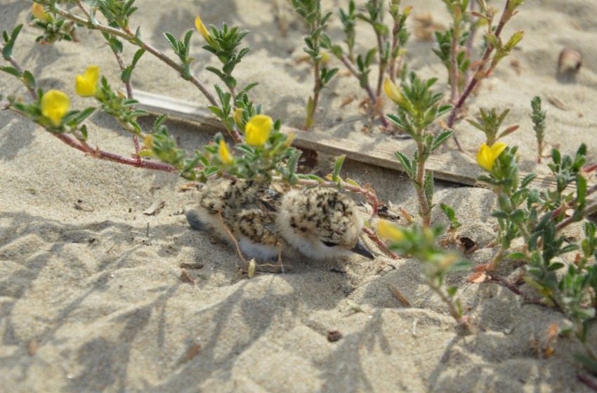 Il Fratino torna a nidificare sulle spiagge di Pescara